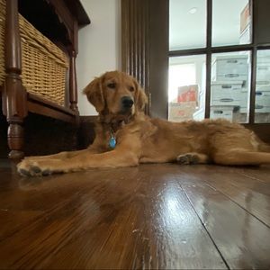 Meet your Posher, Riley